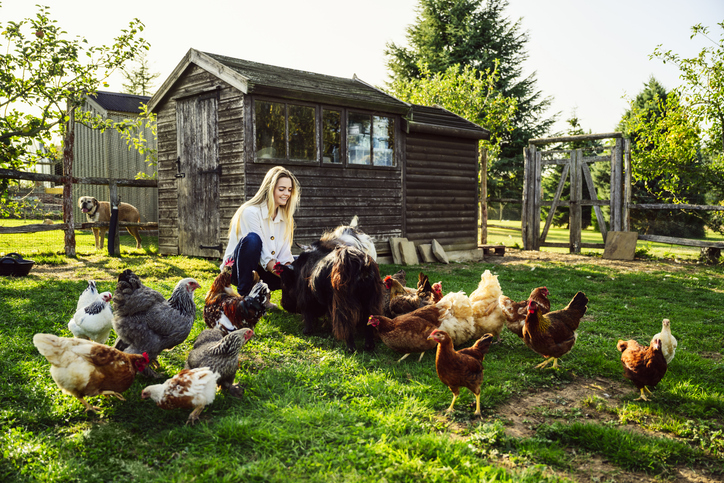 Backyard poultry keeper tending hens outdoors