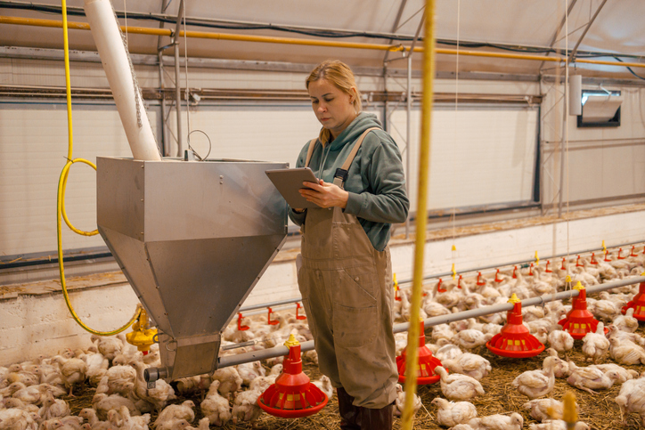 Poultry farmer managing a commercial chicken house